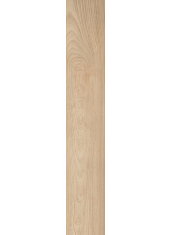 Ulmus 20-120