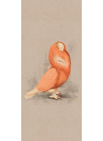 102-357-special-editcloistered-dove-120x280-min